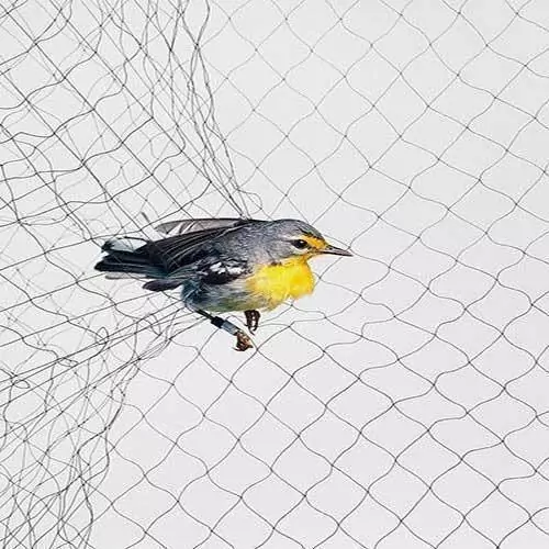 Bird Safety Nets in Horamavu