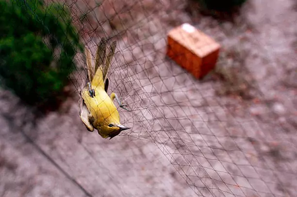 Bird Safety Nets In Nagarbhavi