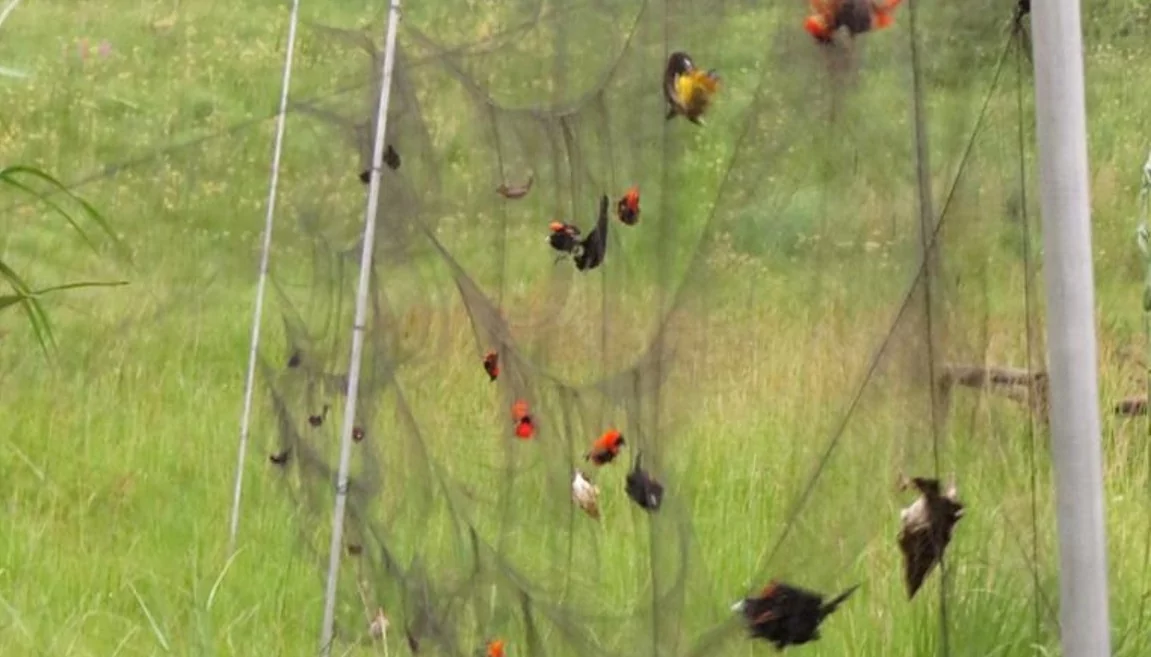Bird Safety Nets In Nelamangala Road