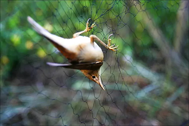 Bird Safety Nets In Rajajinagar