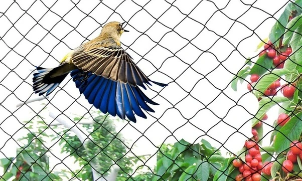Bird Safety Nets In Vijayanagar
