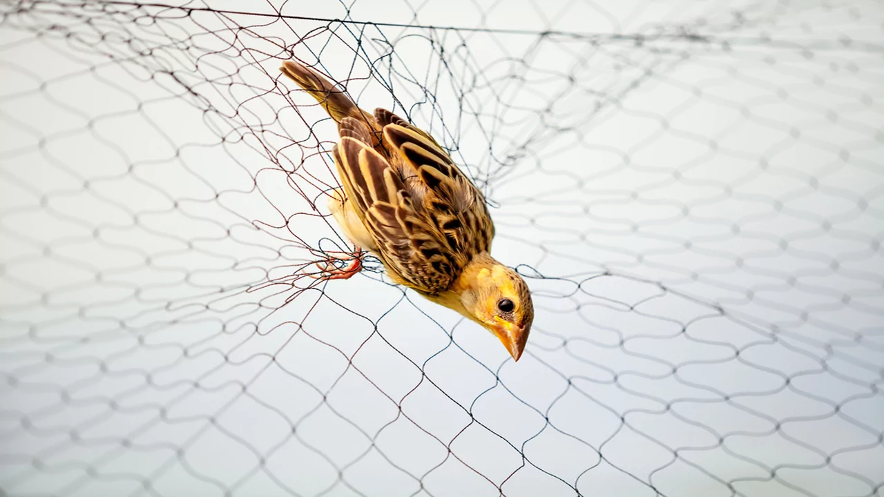 Bird Safety Nets In Jakkur