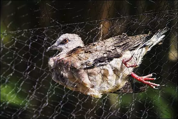 Bird Safety Nets In Kaveri Nagar