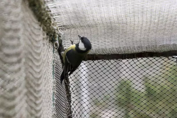Bird Safety Nets In HSR Layout