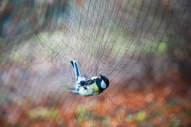 Bird Safety Nets in Jayanagar