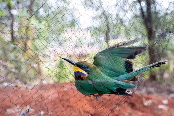 Bird Safety Nets in Sanjaynagar