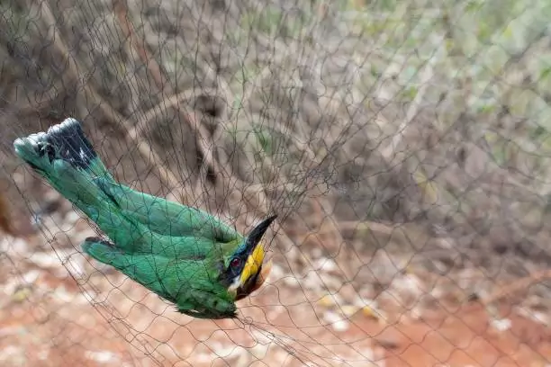 Bird Safety Nets In RR Nagar