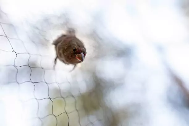 Bird Safety Nets In Whitefield