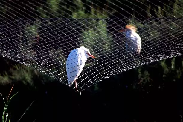 Bird Safety Nets in Electronic City