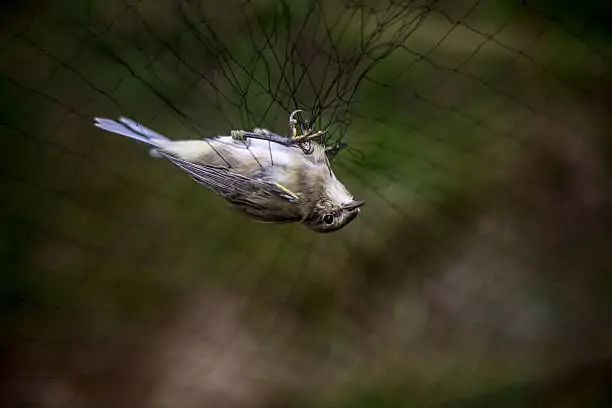 Bird Safety Nets in Bellandur