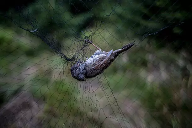 Bird Safety Nets in Sarjapura
