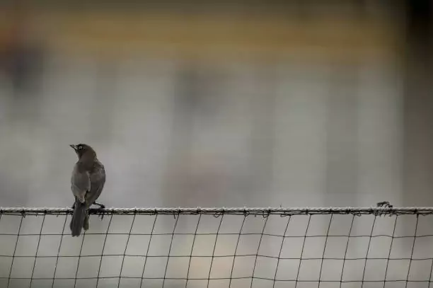 Bird Safety Nets In Hebbal