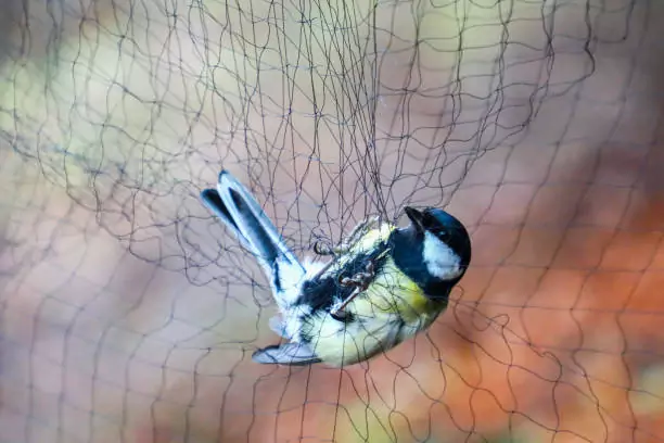 Bird Safety Nets In Bommanahalli