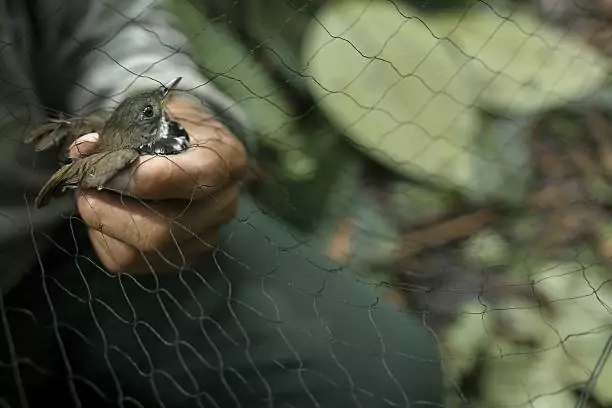 Bird Safety Nets In Halasuru