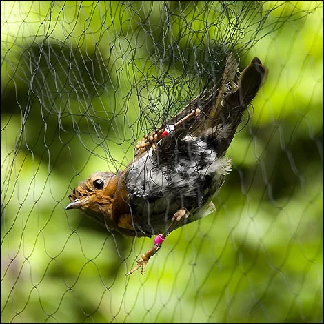 Bird Safety Nets In Malleshwaram