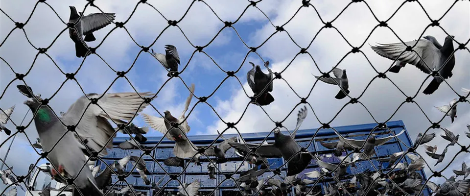 Pigeon Safety Nets in Yelahanka