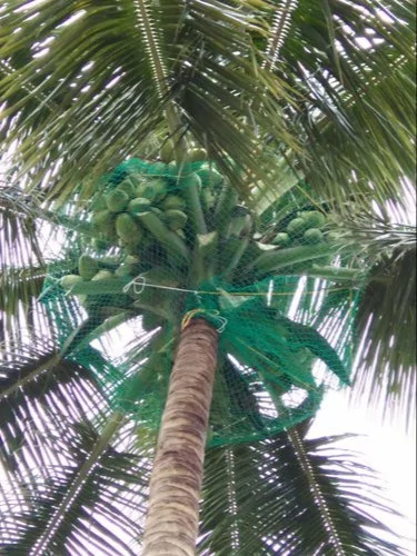 Coconut Safety Nets
