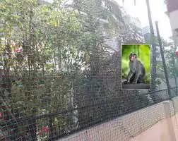 Monkey Safety Nets in Bangalore