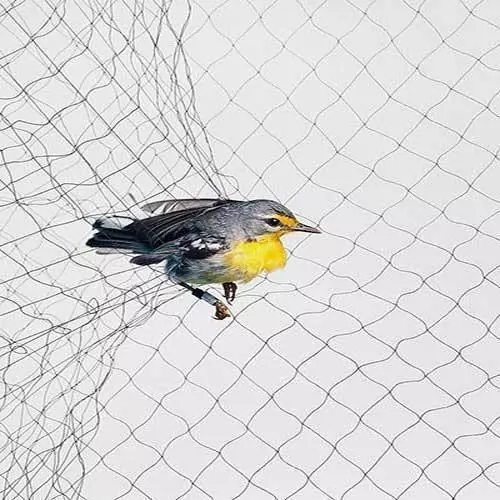 Bird Safety Nets In Horamavu