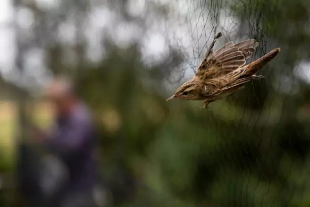 Bird Safety Nets in Nagavara