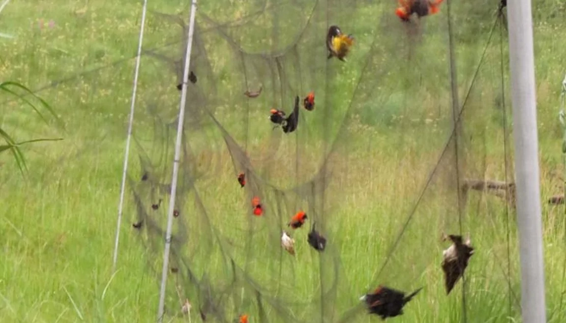 Bird Safety Nets in Nelamangala Road