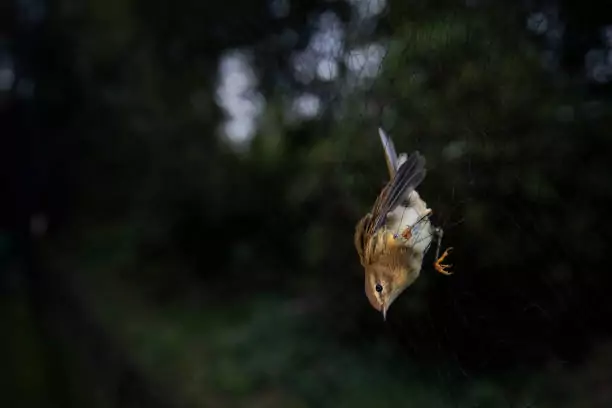 Bird Safety Nets In Ramamurthy Nagar