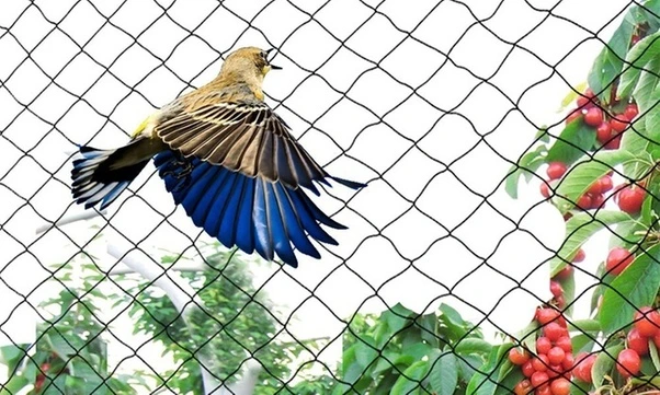 Bird Safety Nets in Vijayanagar