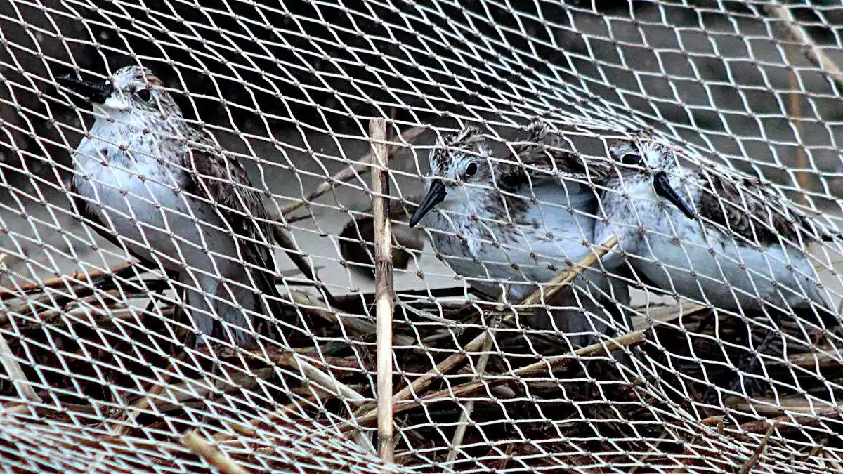 Bird Safety Nets in Yeswanthpur