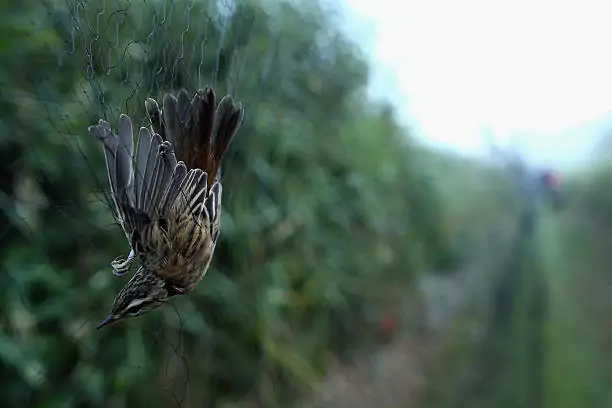 Bird Safety Nets In Banashankari