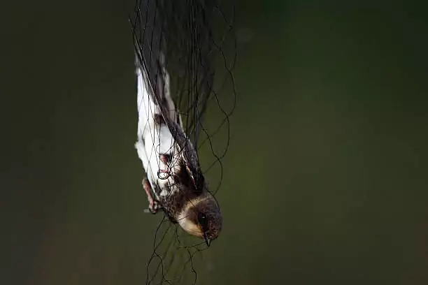 Bird Safety Nets In Indiranagar