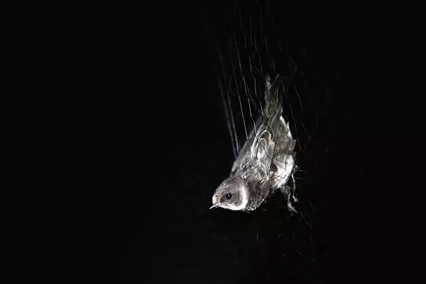 Bird Safety Nets in Nagavara Manayata Tech Park