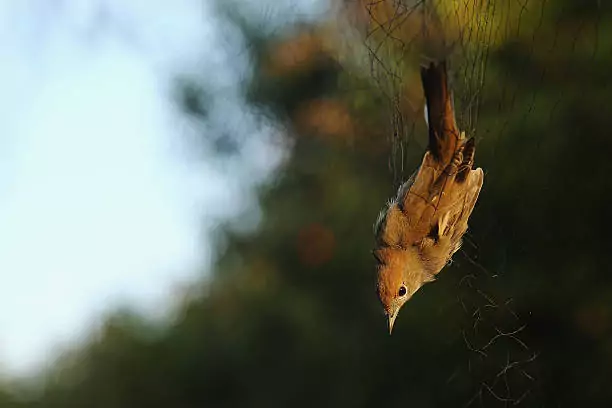 Bird Safety Nets in Marathahalli