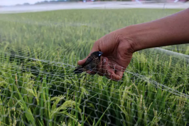 Bird Safety Nets in Haralur