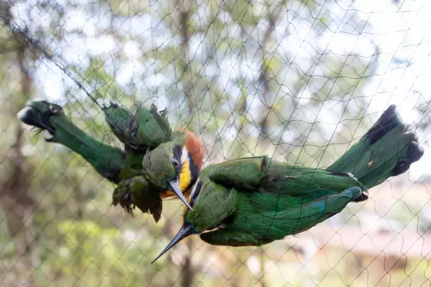 Bird Safety Nets in SG Palya-Maruthi Nagar-Tavarekere