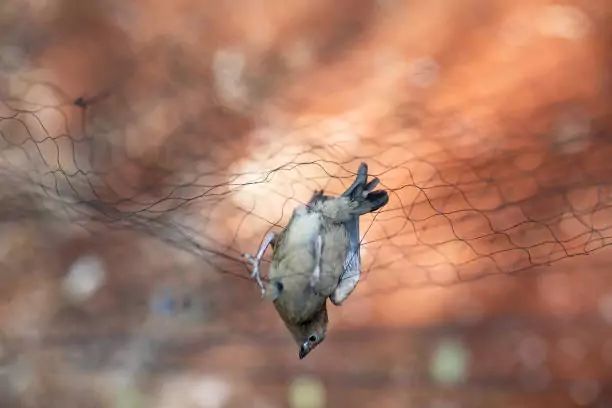 Bird Safety Nets In JP Nagar