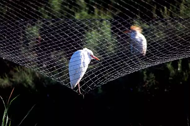 Bird Safety Nets In Electronic City