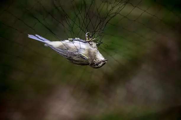 Bird Safety Nets In Bellandur