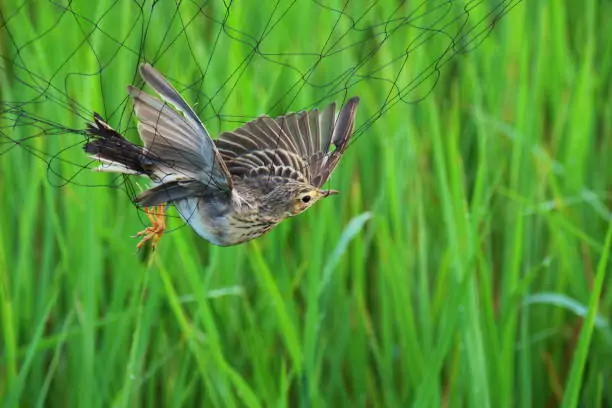 Bird Safety Nets In Mahadevapura