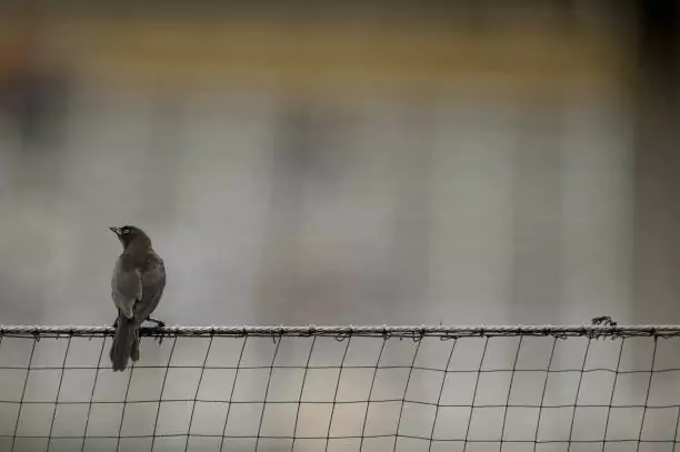 Bird Safety Nets in Hebbal