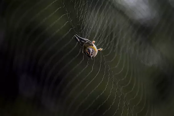 Bird Safety Nets In Bannerghatta Road