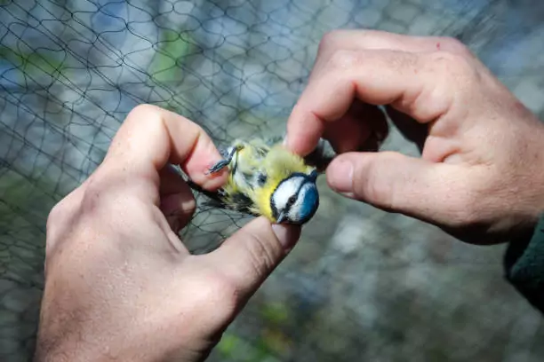 Bird Safety Nets In Yelahanka