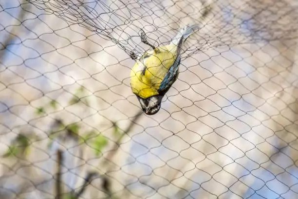 Bird Safety Nets In KR Puram