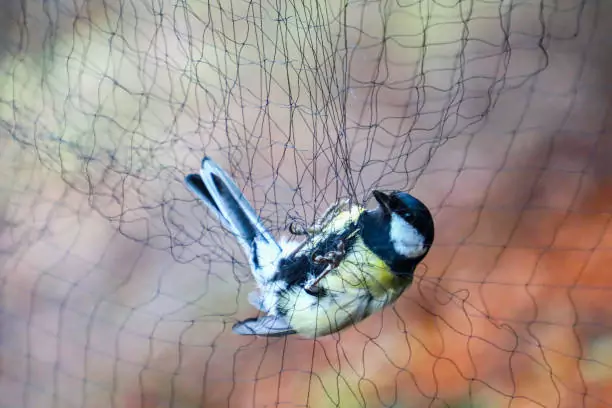 Bird Safety Nets in Bommanahalli