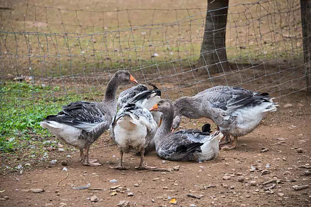 Bird Safety Nets in Banaswadi