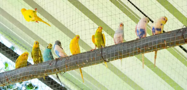 Bird Safety Nets In CV Raman Nagar