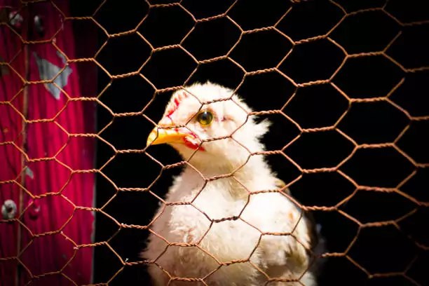 Bird Safety Nets In Devanahalli