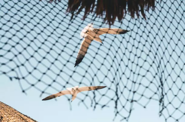 Bird Safety Nets In Domlur