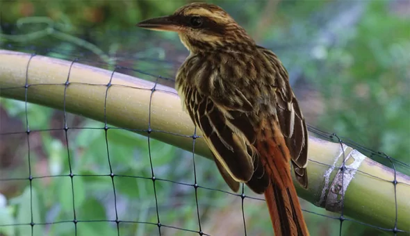 Bird Safety Nets In Hesarghatta Road