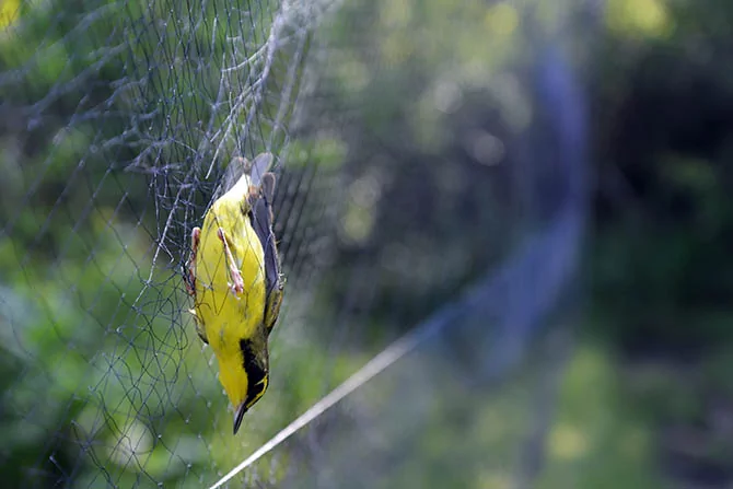 Bird Safety Nets In MG Road