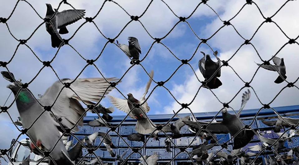 Pigeon Nets for Balconies in Bangalore